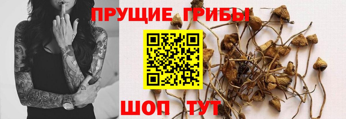 Новоалександровск  Галлюциногенные грибы Magic Shrooms  Вход с VPN 